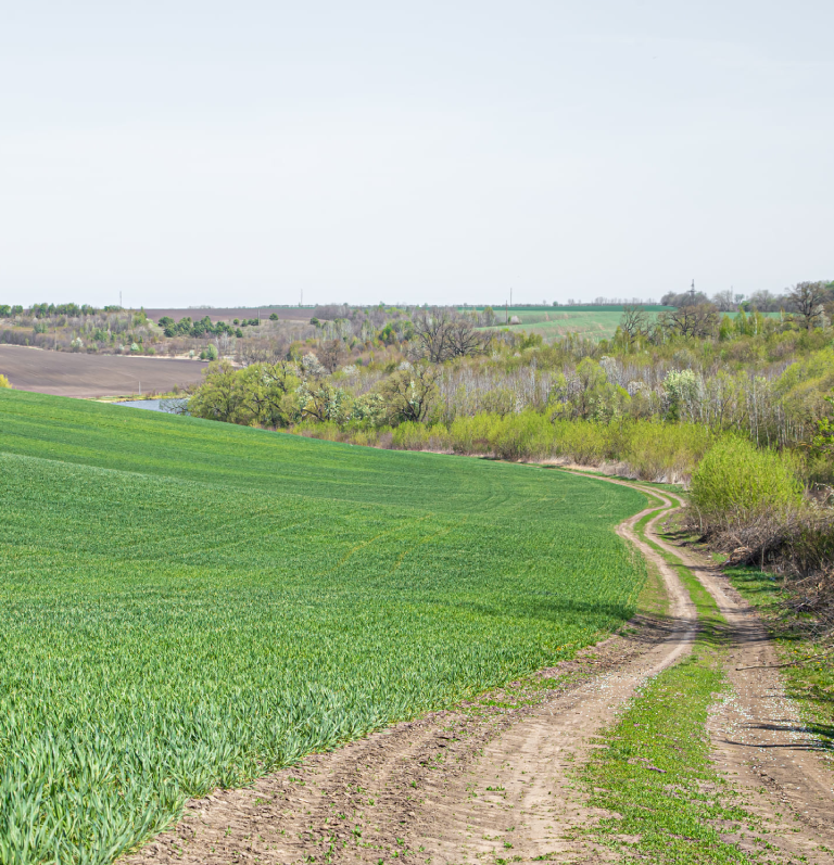 road-beautiful-green-field-green-wheat-fields-sicily_geosurveysrl